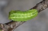 Satyrium spini: L3-Raupe (e.o. Ostalb, Göppingen, 2023) [S]