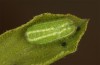 Satyrium spini: L3-Raupe (e.o. Ostalb, Göppingen, 2023) [S]
