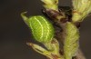 Satyrium spini: L3-Raupe (e.o. Ostalb, Göppingen, 2023) [S]