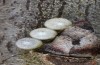 Satyrium spini: Eier (Schwäbische Alb, Münsingen, 10. Dezember 2022) [M]