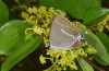 Satyrium spini: Weibchen (Nordgriechenland, Alistrati, 07. Juni 2019) [N]