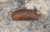 Satyrium spini: Puppe (e.o. Ostalb, Schwäbisch Gmünd, 2009) [S]