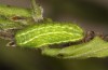 Satyrium spini: L3-Raupe (e.o. Ostalb, Göppingen, 2023) [S]