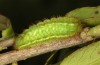 Satyrium spini: L4-Raupe (e.o. Ostalb, Göppingen, 2023) [S]