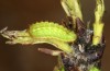 Satyrium spini: L4-Raupe (e.o. Ostalb, Göppingen, 2023) [S]