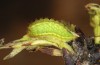 Satyrium spini: L4-Raupe (e.o. Ostalb, Göppingen, 2023) [S]