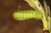 Satyrium spini: L4-Raupe (e.o. Ostalb, Göppingen, 2023) [S]