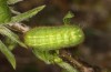 Satyrium spini: L4-Raupe (e.o. Ostalb, Göppingen, 2023) [S]