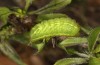 Satyrium spini: L4-Raupe (e.o. Ostalb, Göppingen, 2023) [S]