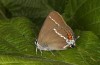 Satyrium spini: Falter (e.o. Göppingen 2023) [S]
