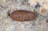 Satyrium spini: Puppe (e.o. Ostalb, Schwäbisch Gmünd, 2009) [S]