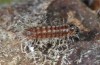 Satyrium spini: L1-Raupe (e.o. Ostalb, Göppingen, 2023) [S]