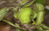 Satyrium spini: L4-Raupe (e.o. Ostalb, Göppingen, 2023) [S]