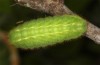 Satyrium spini: L4-Raupe (e.o. Ostalb, Göppingen, 2023) [S]