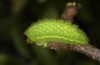 Satyrium spini: L4-Raupe (e.o. Ostalb, Göppingen, 2023) [S]
