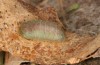 Satyrium spini: Präpuppe (e.o. Ostalb, Göppingen, 2023) [S]