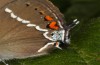 Satyrium spini: Falter (e.o. Göppingen 2023) [S]