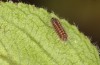 Satyrium spini: L1-Raupe (e.o. Ostalb, Göppingen, 2023) [S]