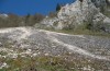 Satyrium spini: Larvalhabitat: Rhamnus catharticus über Kalkschotter (Oberes Donautal,  April 2011) [N]