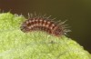 Satyrium spini: L1-Raupe (e.o. Ostalb, Göppingen, 2023) [S]