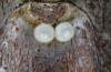 Satyrium spini: Eier (Schwäbische Alb, Münsingen, 10. Dezember 2022) [M]