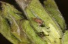 Satyrium spini: L1-Raupe (e.o. Ostalb, Göppingen, 2023) [S]