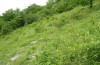 Satyrium spini: Habitat (Ostalb, Kaltes Feld, Anfang Juni 2005) [N]