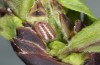 Satyrium spini: L1-Raupe (e.o. Ostalb, Göppingen, 2023) [S]
