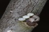 Satyrium spini: Eier (Schwäbische Alb, Münsingen, 10. Dezember 2022) [M]