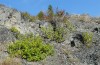 Satyrium spini: Habitat mit Rhamnus alpina (NW-Italien, Sestriere, 16. September 2012) [N]