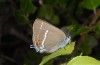 Satyrium spini: Weibchen (Provence, Massif Ste. Victoire, Ende Mai 2013) [N]