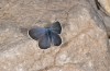 Turanana taygetica: Male (Greece, Mount Taygetos, 2200m, 18. June 2025) [N]