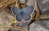 Turanana taygetica: Male (Greece, Mount Taygetos, 2200m, 18. June 2025) [N]