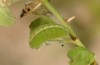 Tarucus theophrastus: Larva (S-Spain, Andalusia, Cabo de Gata, late September 2017) [S]