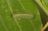 Tarucus theophrastus: Half-grown larva (S-Spain, Andalusia, Cabo de Gata, late September 2017) [M]