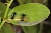 Tarucus theophrastus: Larva with ants (S-Spain, Andalusia, Cabo de Gata, late September 2017) [N]