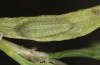 Lycaena thersamon: Larva in the third instar (e.o. Hungary, Hortobagy, egg in May 2022) [S]