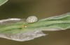 Lycaena thersamon: Egg on Polygonum aviculare (Hungary, Hortobagy, May 2022, Gregor Markl leg.) [S]