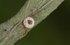 Lycaena thersamon: Empty egg shell on Polygonum aviculare (Hungary, Hortobagy, May 2022, Gregor Markl leg.) [S]