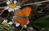 Lycaena thersamon: Male (Olympus, Northern Greece, early August 2012) [N]