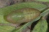 Polyommatus thersites: Pupa dorsal [S]