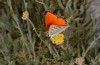 Lycaena thetis: Male (S-Peloponnese, Mount Taygetos, 2100m, early August 2019) [N]