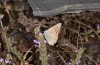 Lycaena thetis: Male (S-Peloponnese, Mount Taygetos, 2100m, early August 2019) [N]
