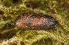 Lycaena thetis: Pupa (e.l. rearing, Greece, Mount Taygetos, larva found 08. June 2021) [S]
