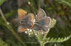 Lycaena tityrus: Pärchen (Adelegg, 2021)