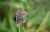 Lycaena tityrus: Weibchen (Stuttgart, 19. Juli 2019) [N]