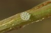 Lycaena tityrus: Egg (S-Germany, Adelegg near Isny, 21. May 2020) [S]