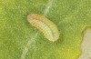 Lycaena tityrus: L1-larva (S-Germany, Adelegg) [S]