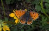 Lycaena tityrus: Weibchen (Abruzzen, L'Aquila, Mai 2013) [N]