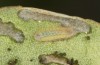 Lycaena tityrus: L1-larva (S-Germany, Adelegg) [S]